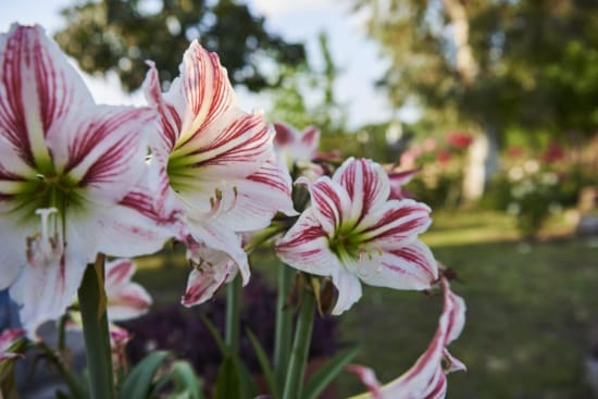 a close up of some flowers