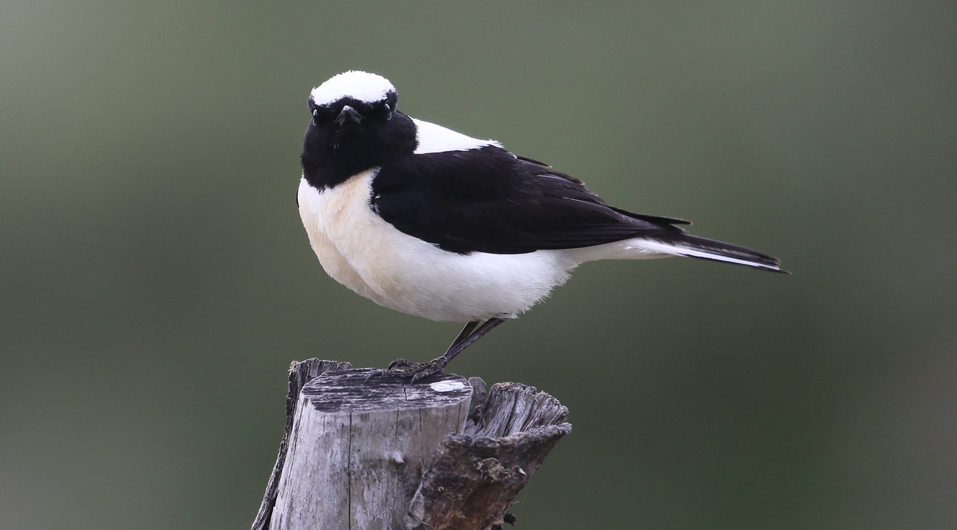 a bird standing on a stump