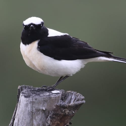 a bird standing on a stump