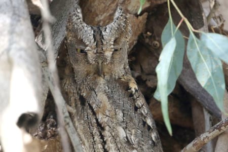 a close up of a tree trunk