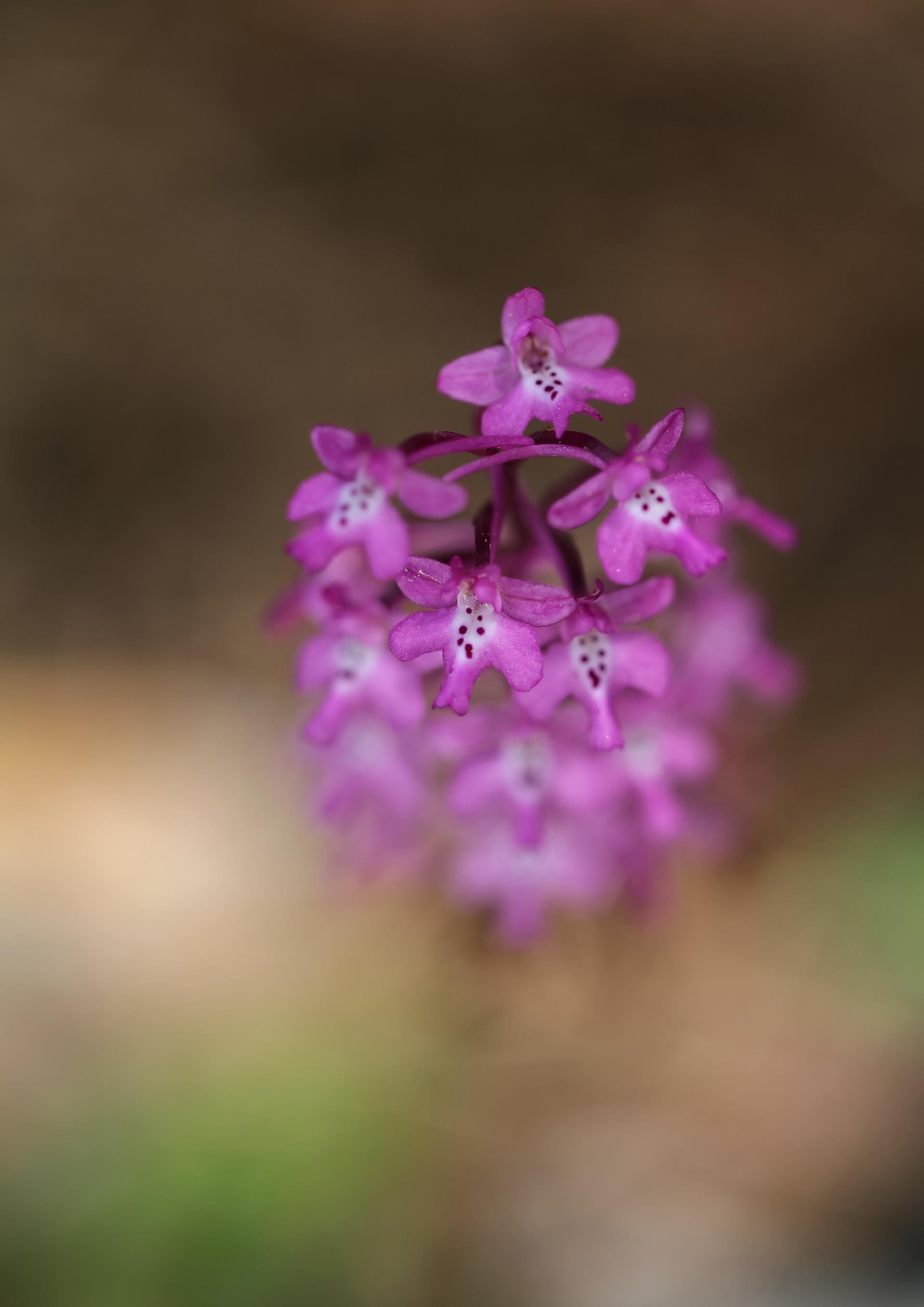 a close up of a flower