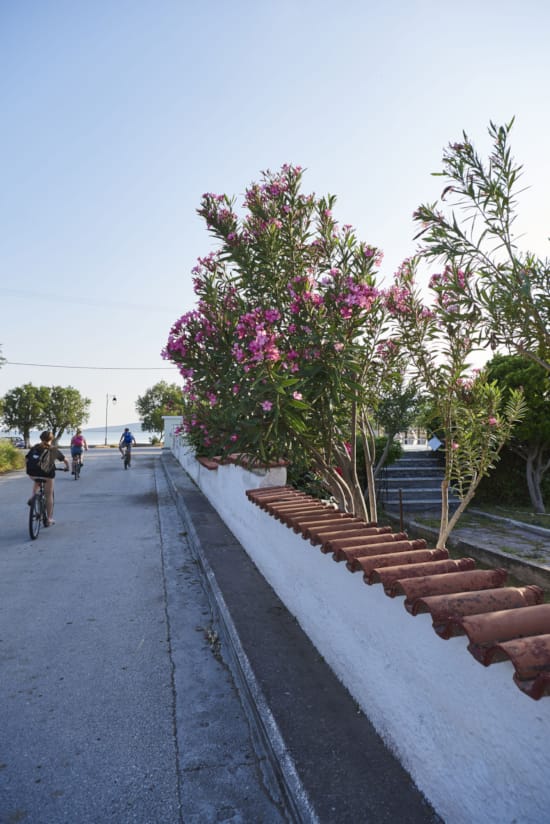 a tree with flowers on it