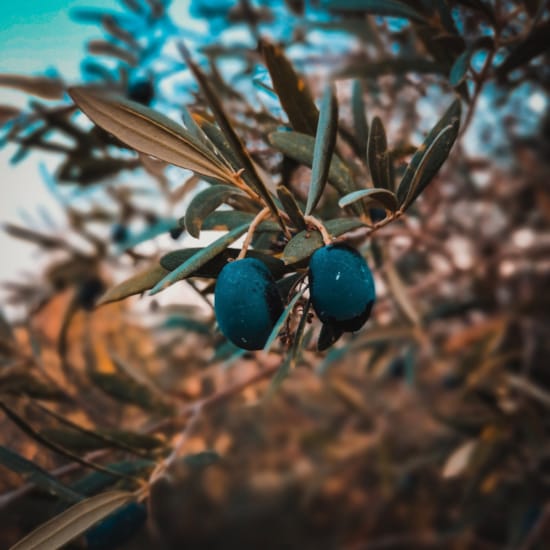 blue berries on a tree