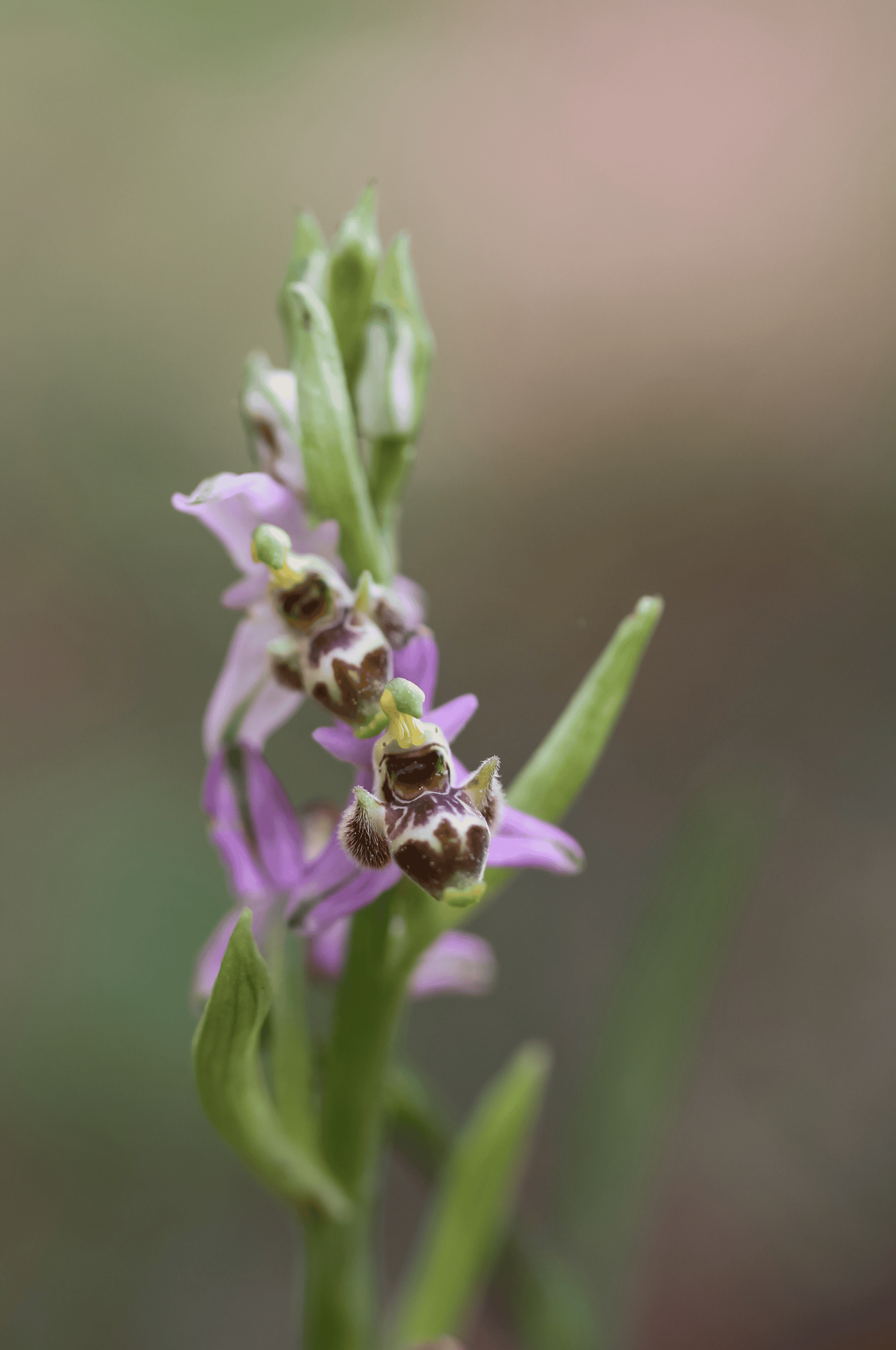 a bee on a purple flower