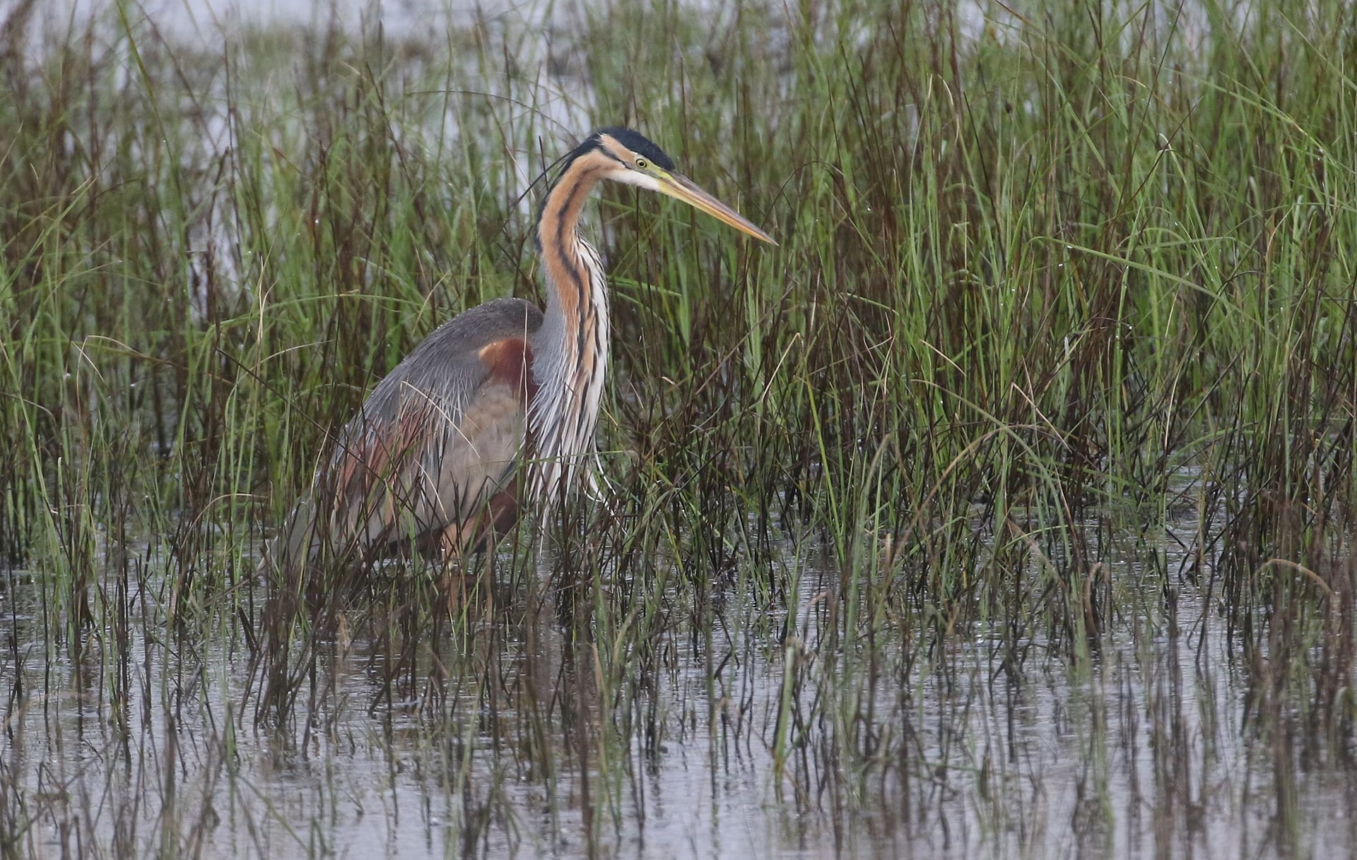 a bird standing in water