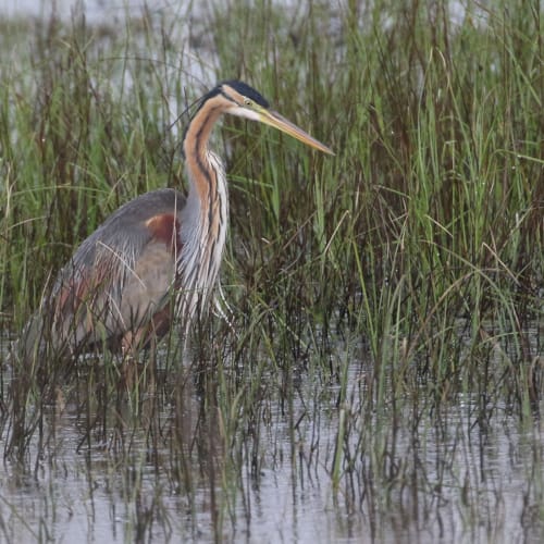 a bird standing in water