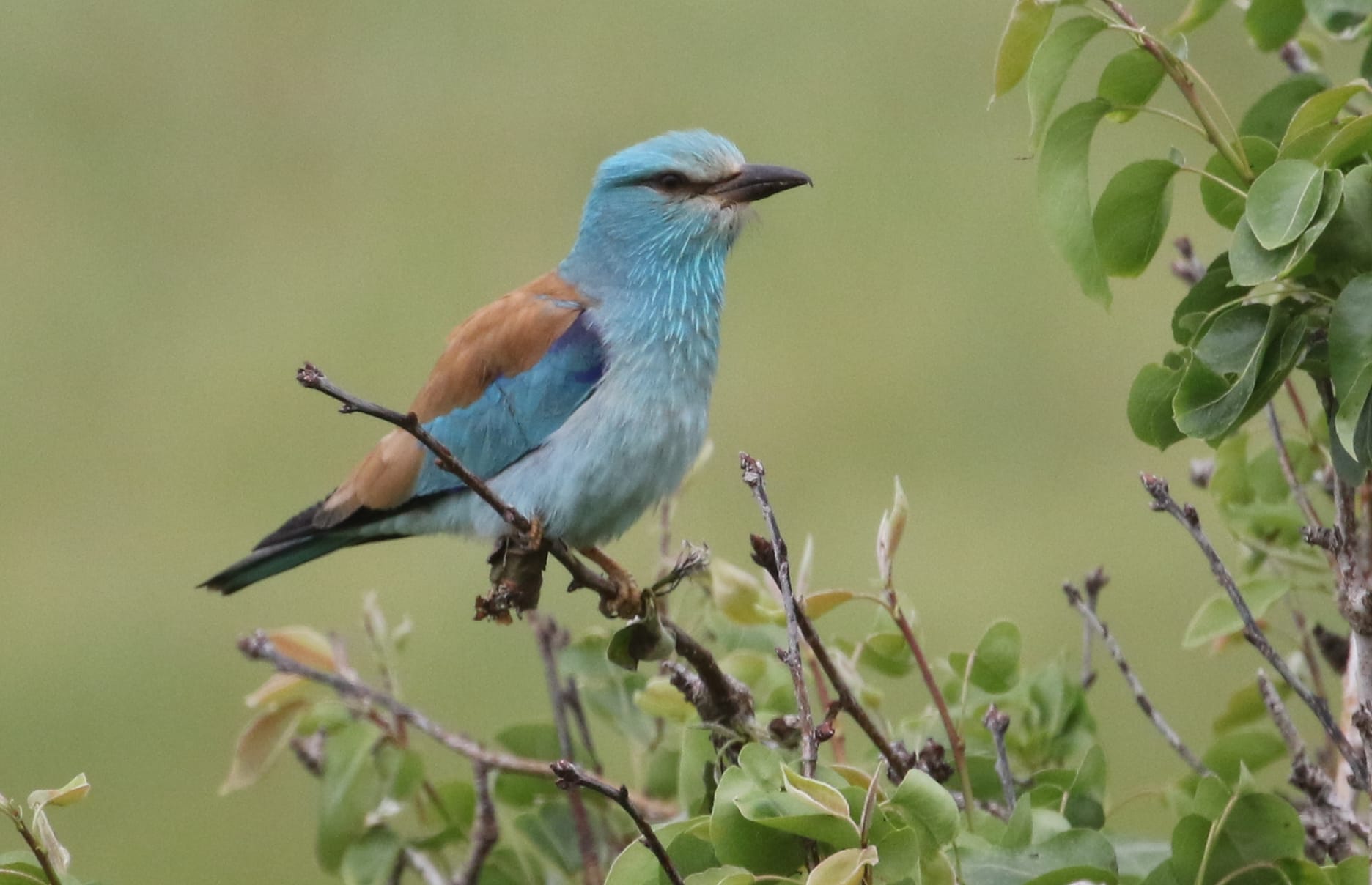 a bird perched on a branch
