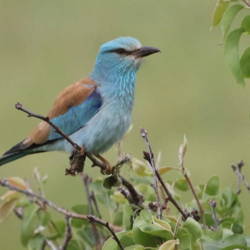 a bird perched on a branch