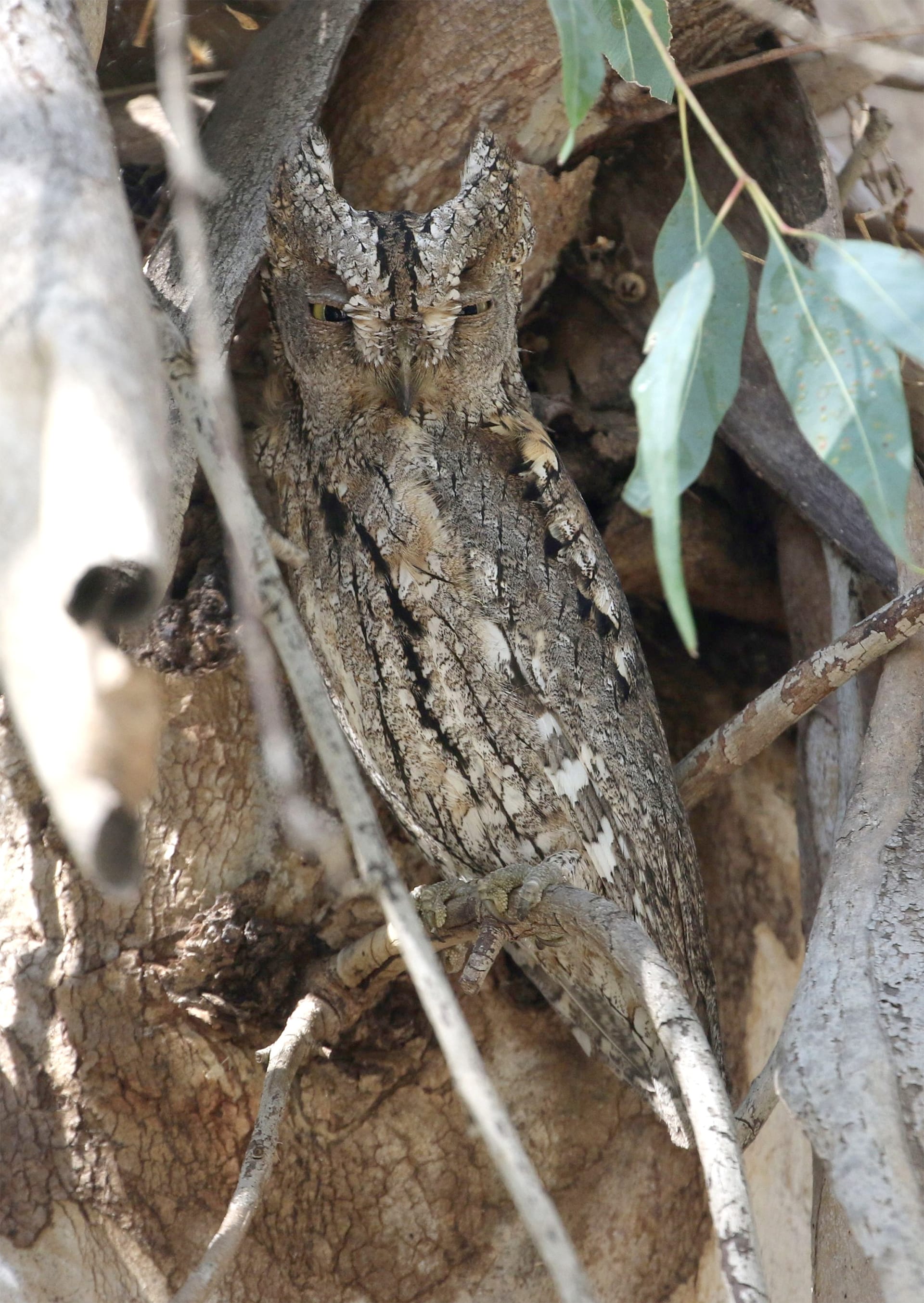 a close up of a tree trunk