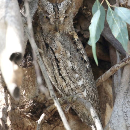 a close up of a tree trunk
