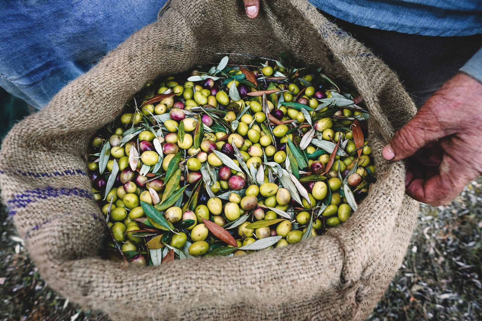 a person holding a bunch of green beans