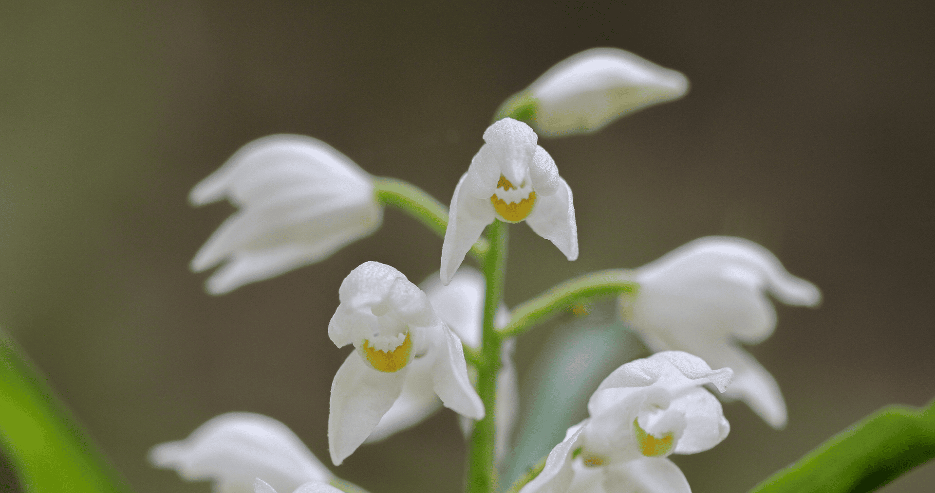 a close-up of some flowers