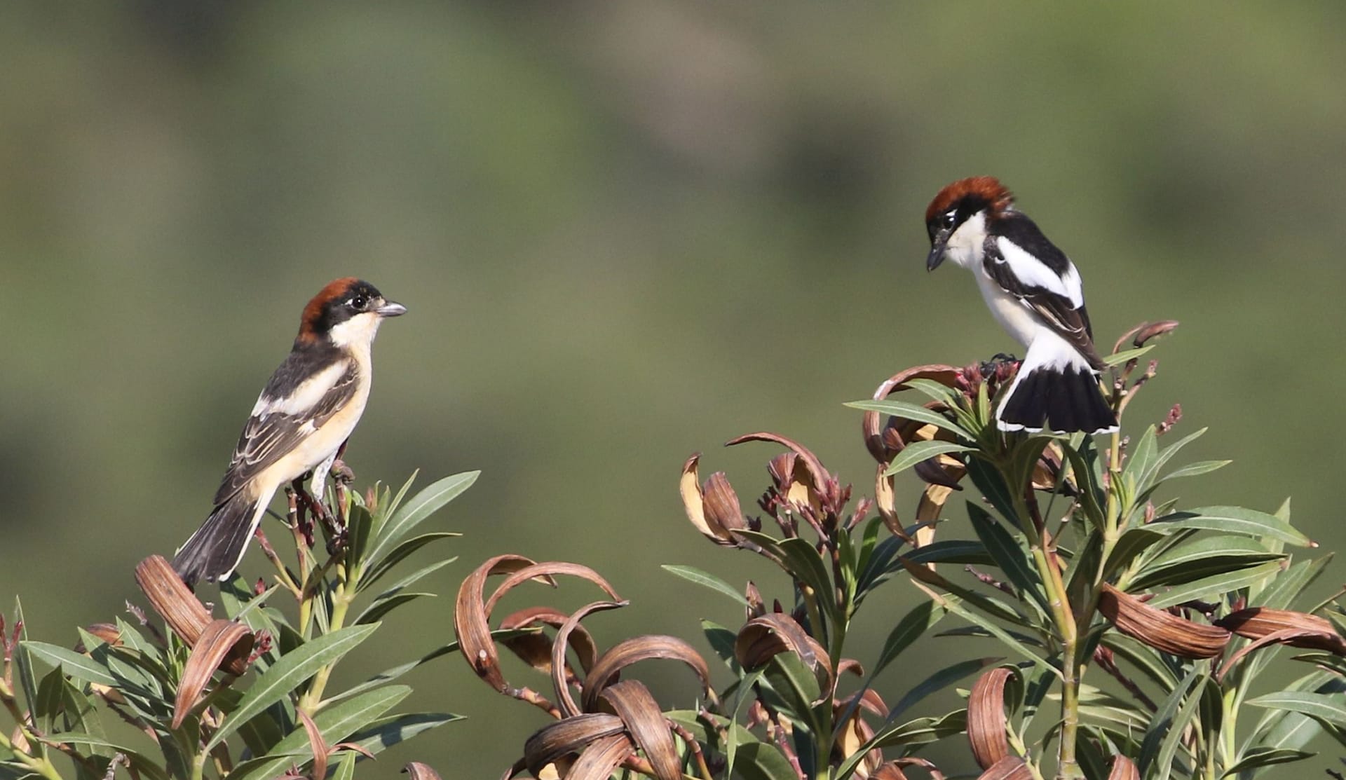birds sitting on a plant