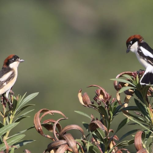 birds sitting on a plant