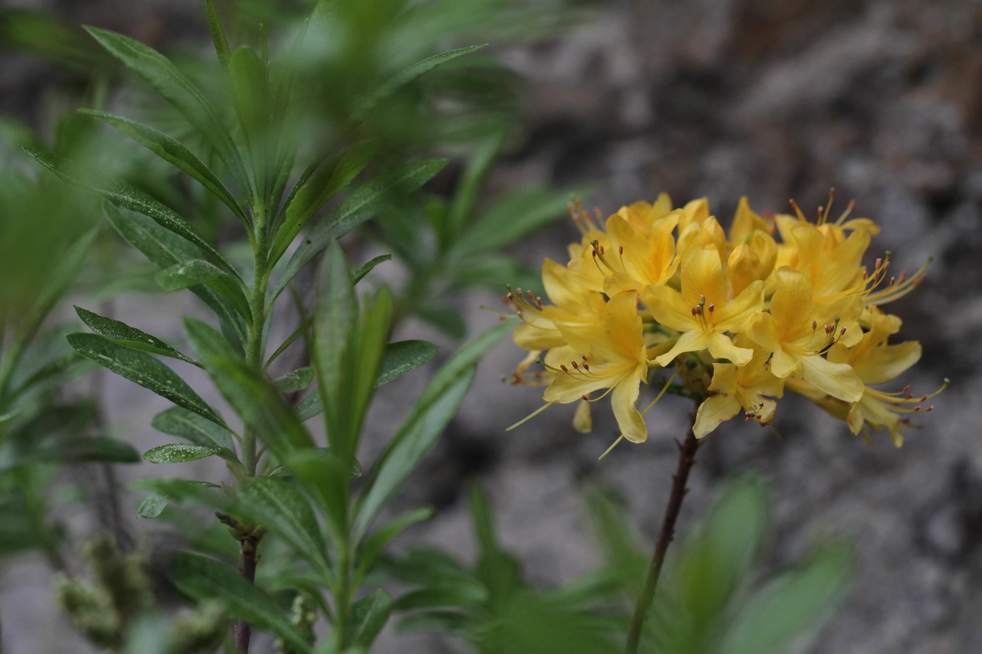 a close-up of some flowers