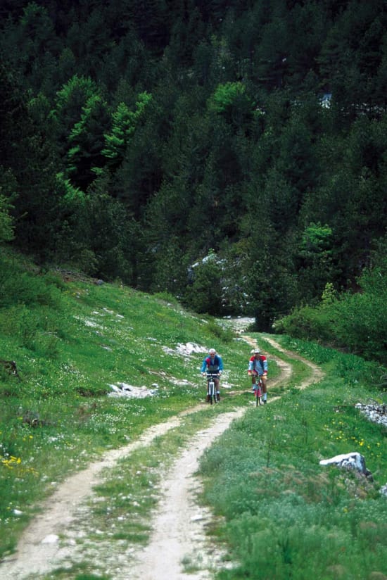 a group of people riding bikes on a dirt path in the woods