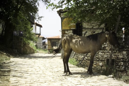 a horse standing on a road