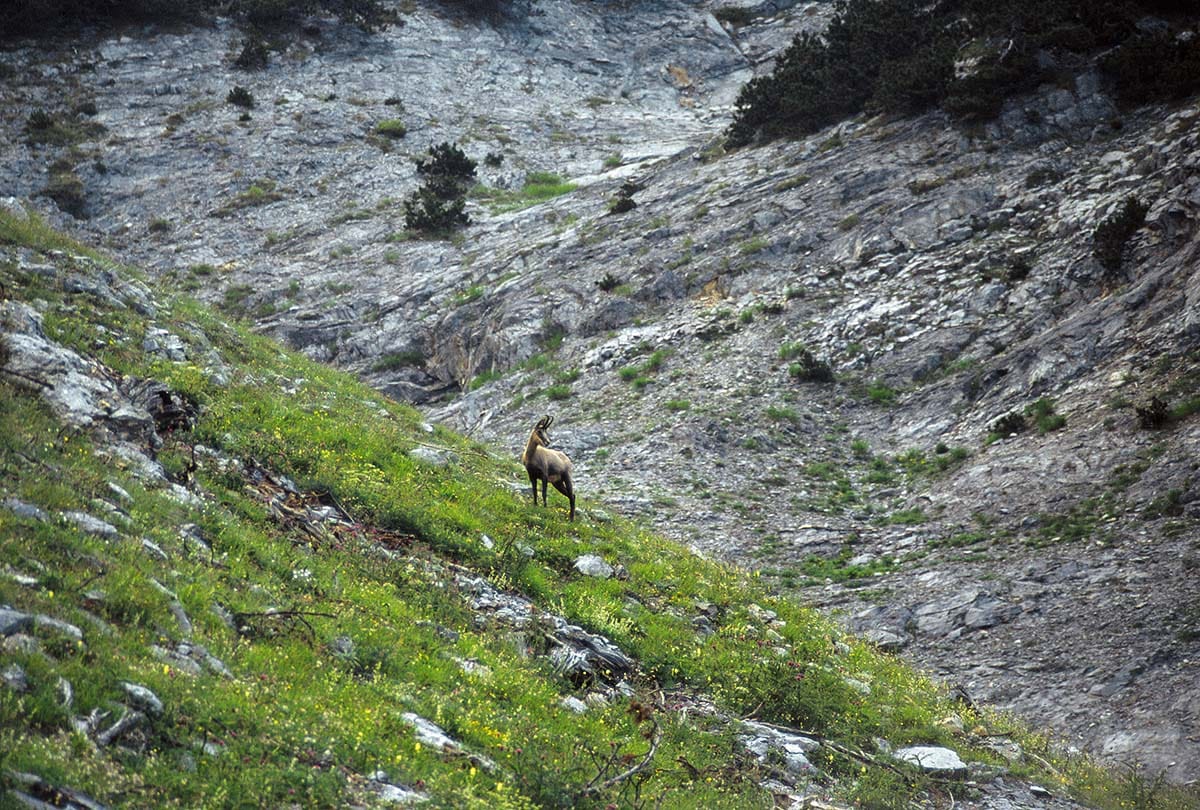 a goat on a rocky hillside