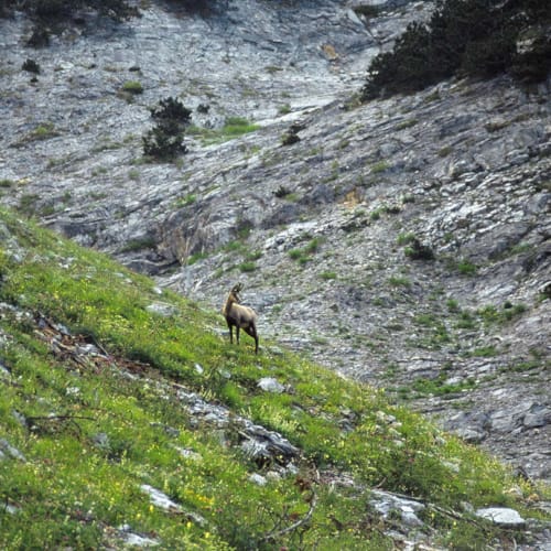 a goat on a rocky hillside
