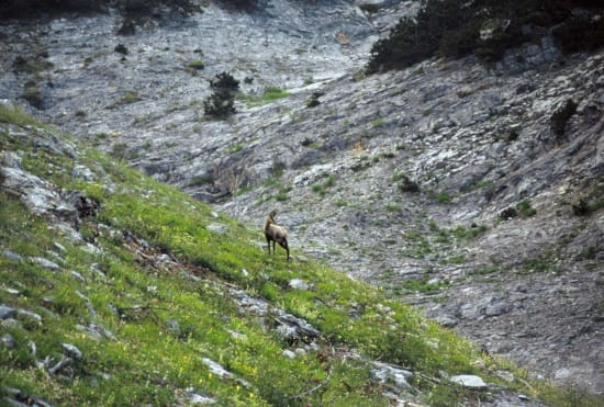 a goat on a rocky hillside