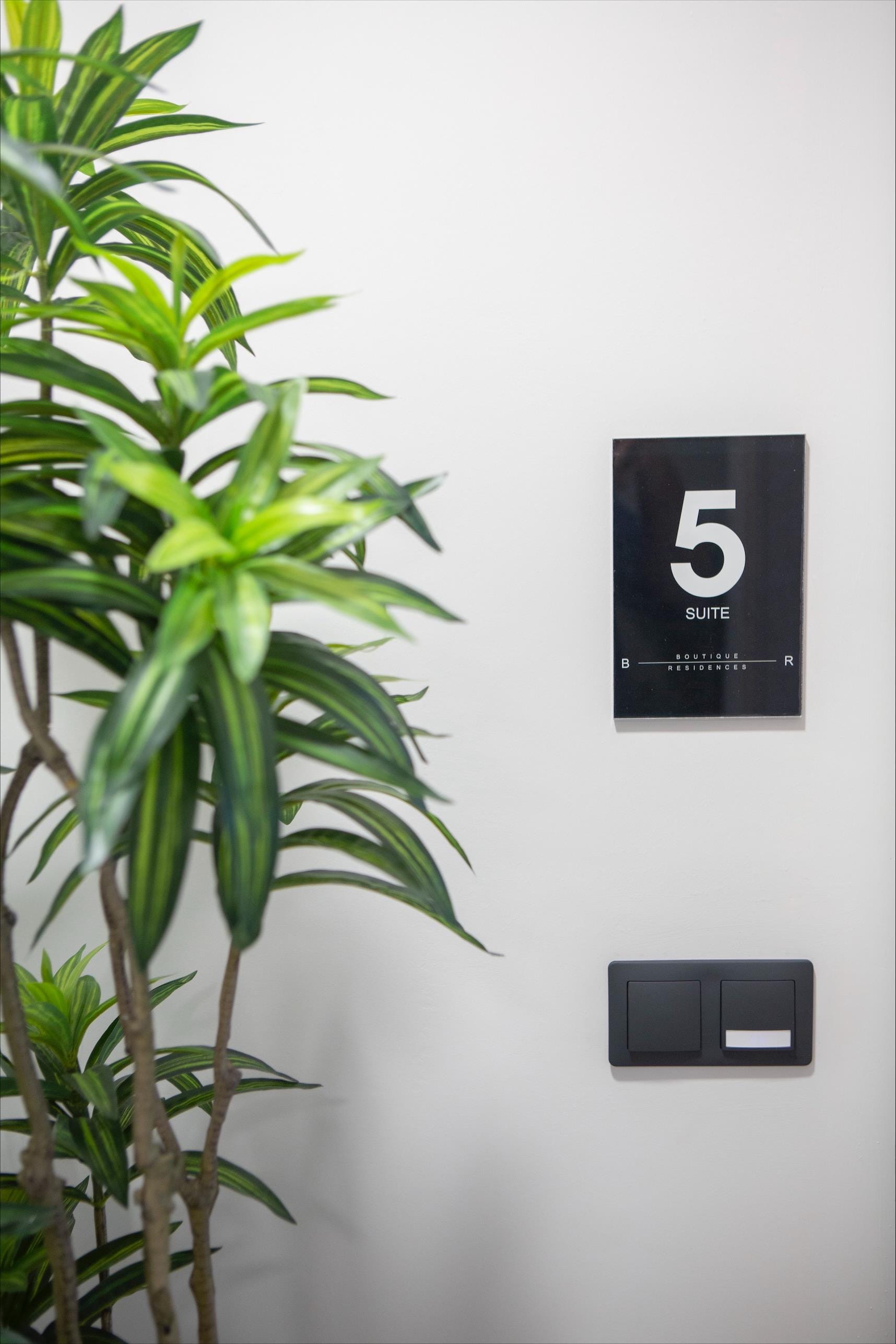 a plant next to a wall