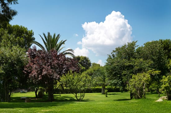 a large tree in a park