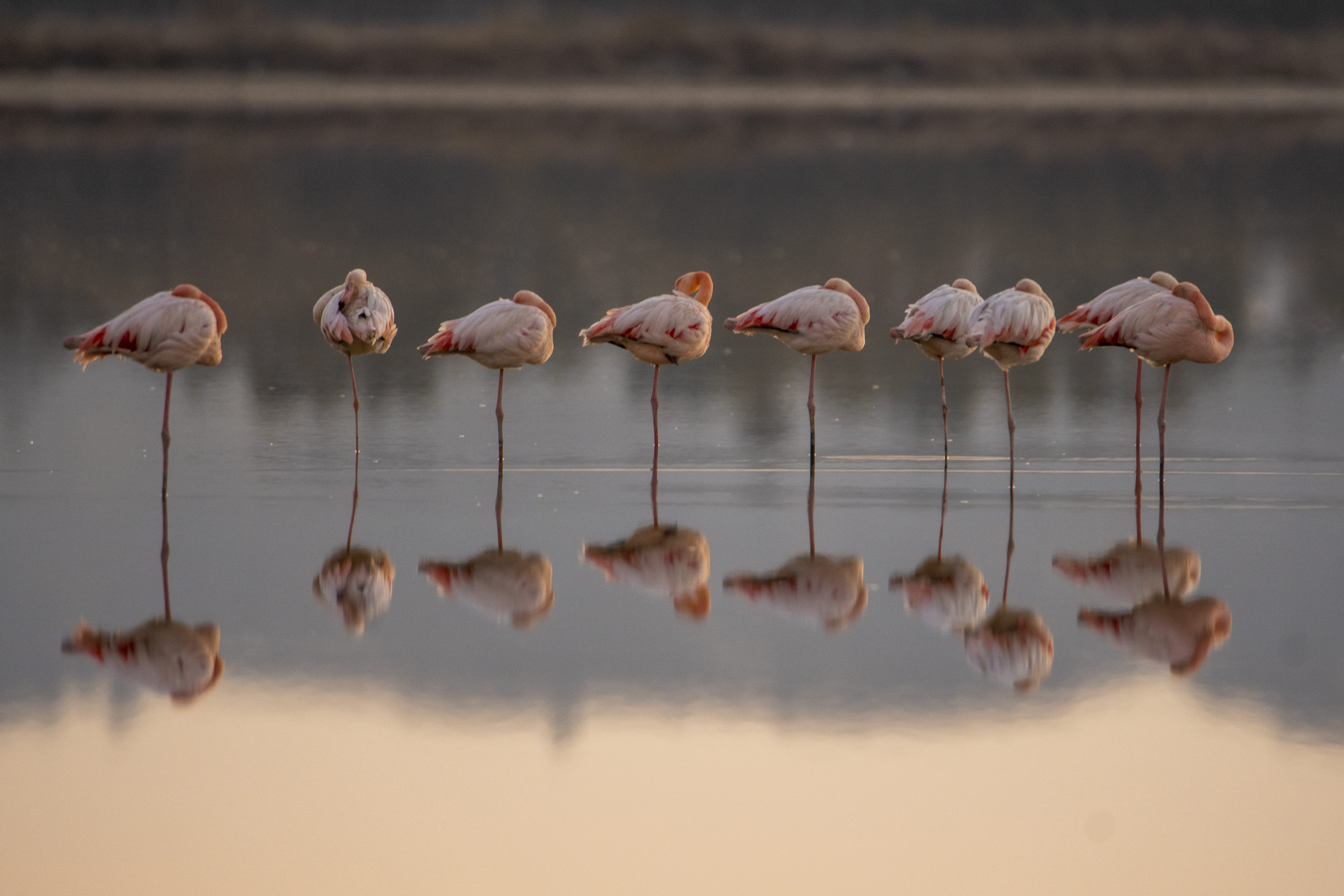 a group of pink flamingos