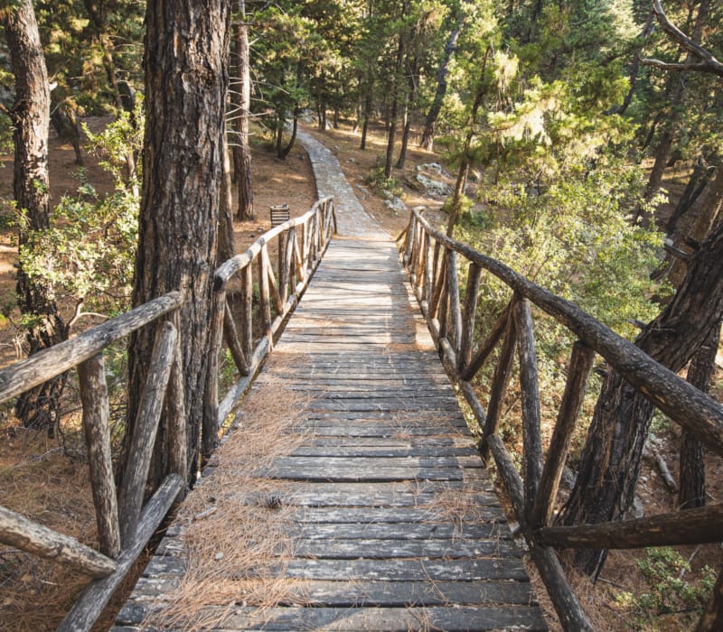 a wooden bridge in the woods