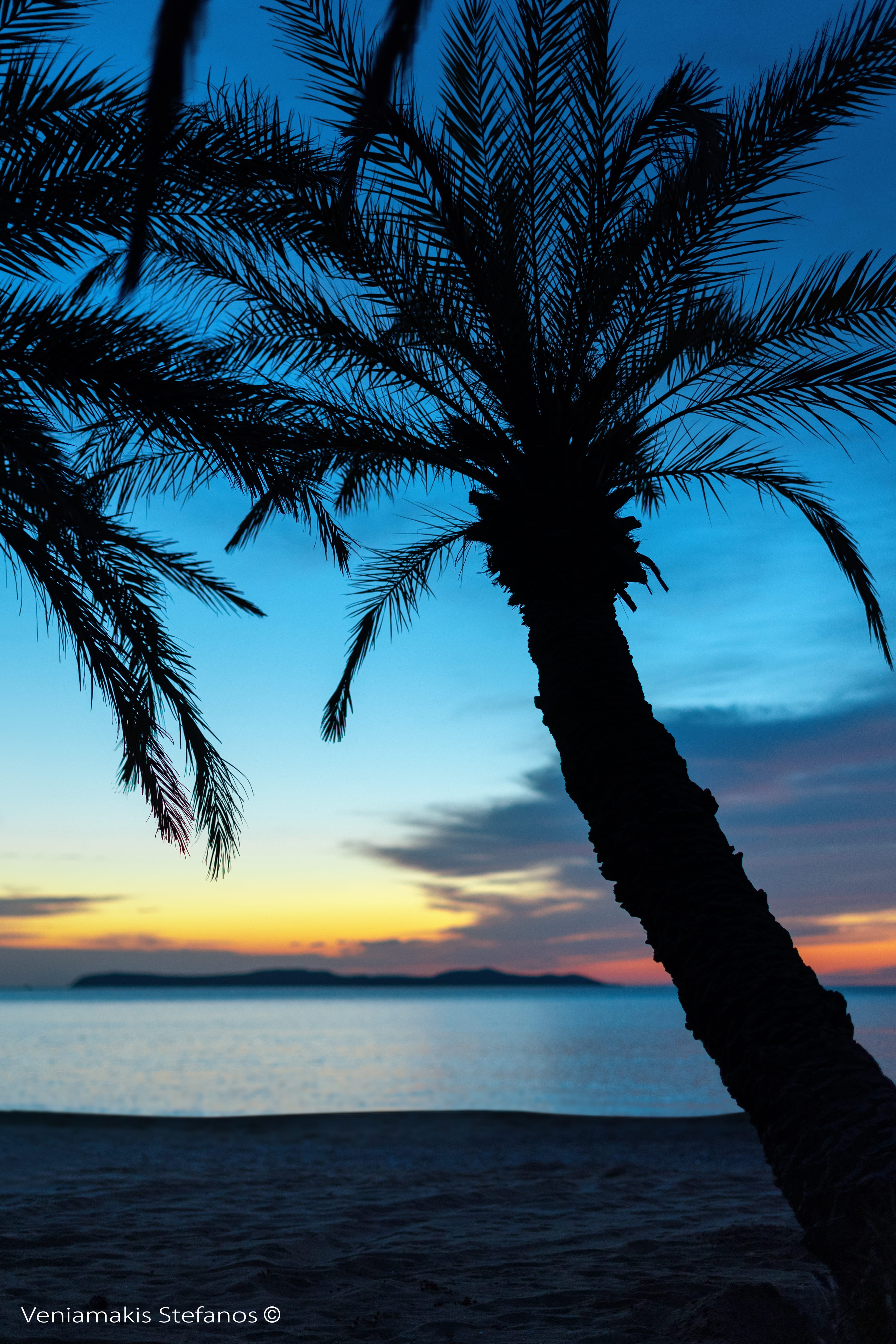 a tree with a sunset in the background