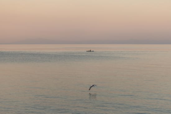 a bird flying over water