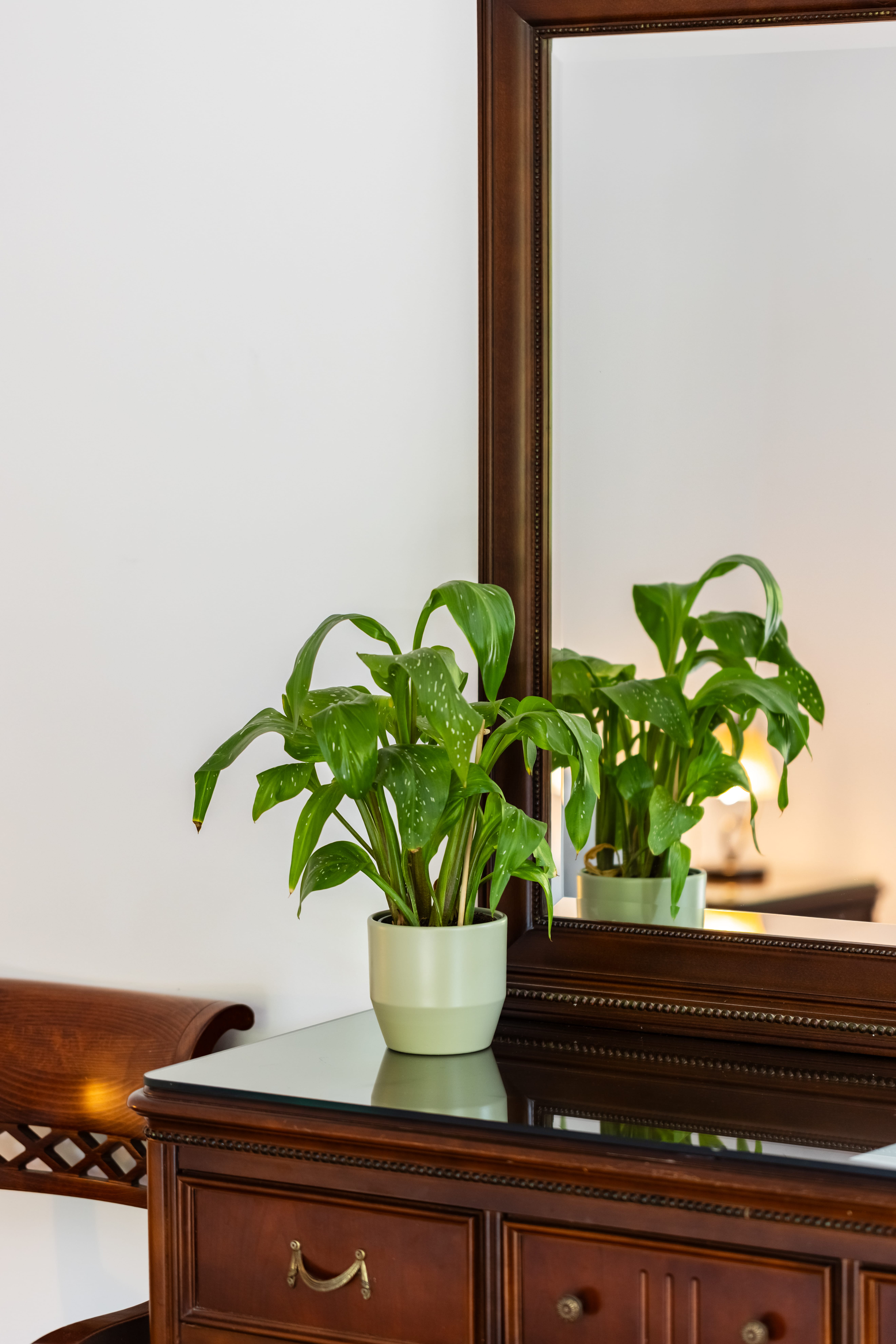 a plant in a pot on a table