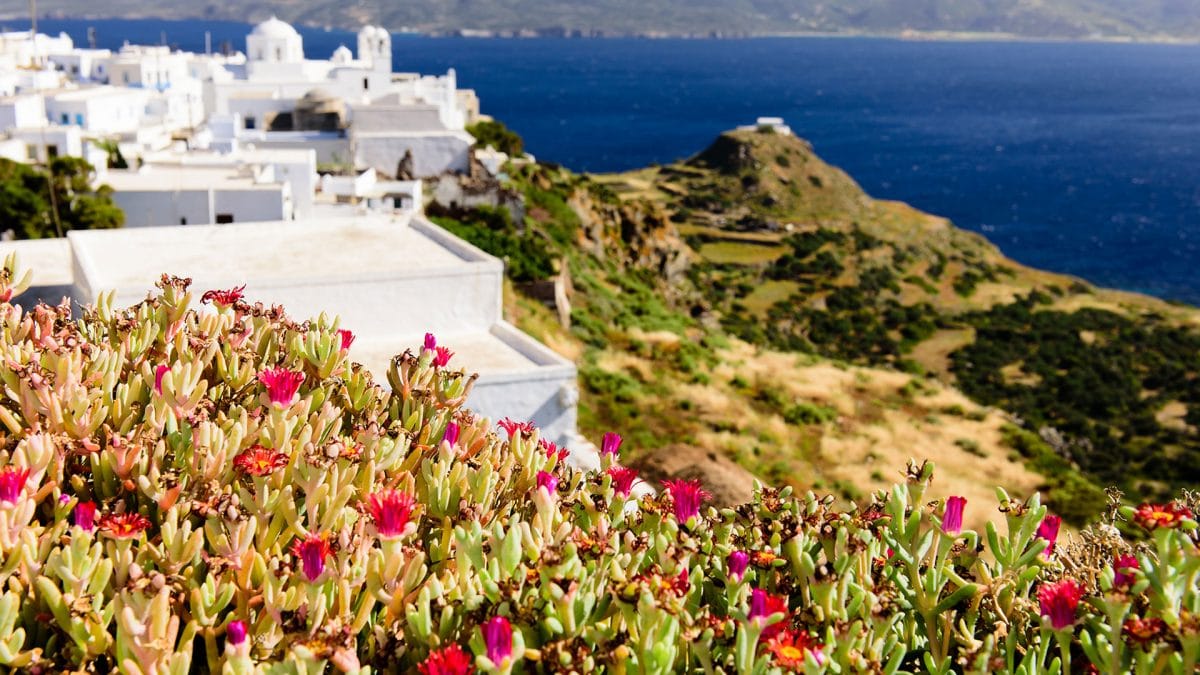 a hillside with flowers and buildings on it by the water