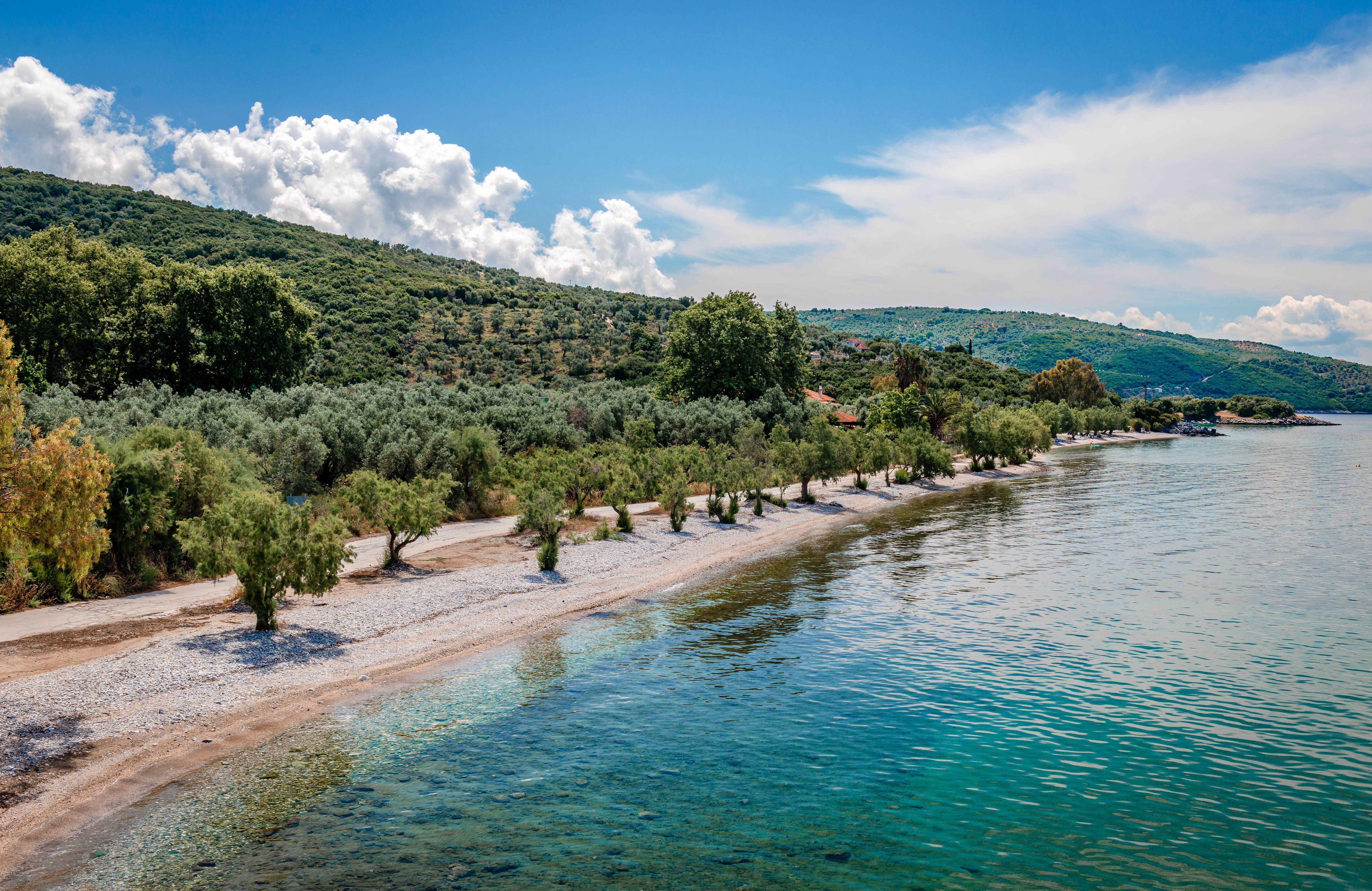a beach with trees and water