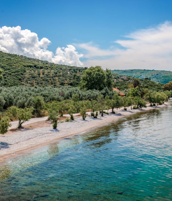 a beach with trees and water