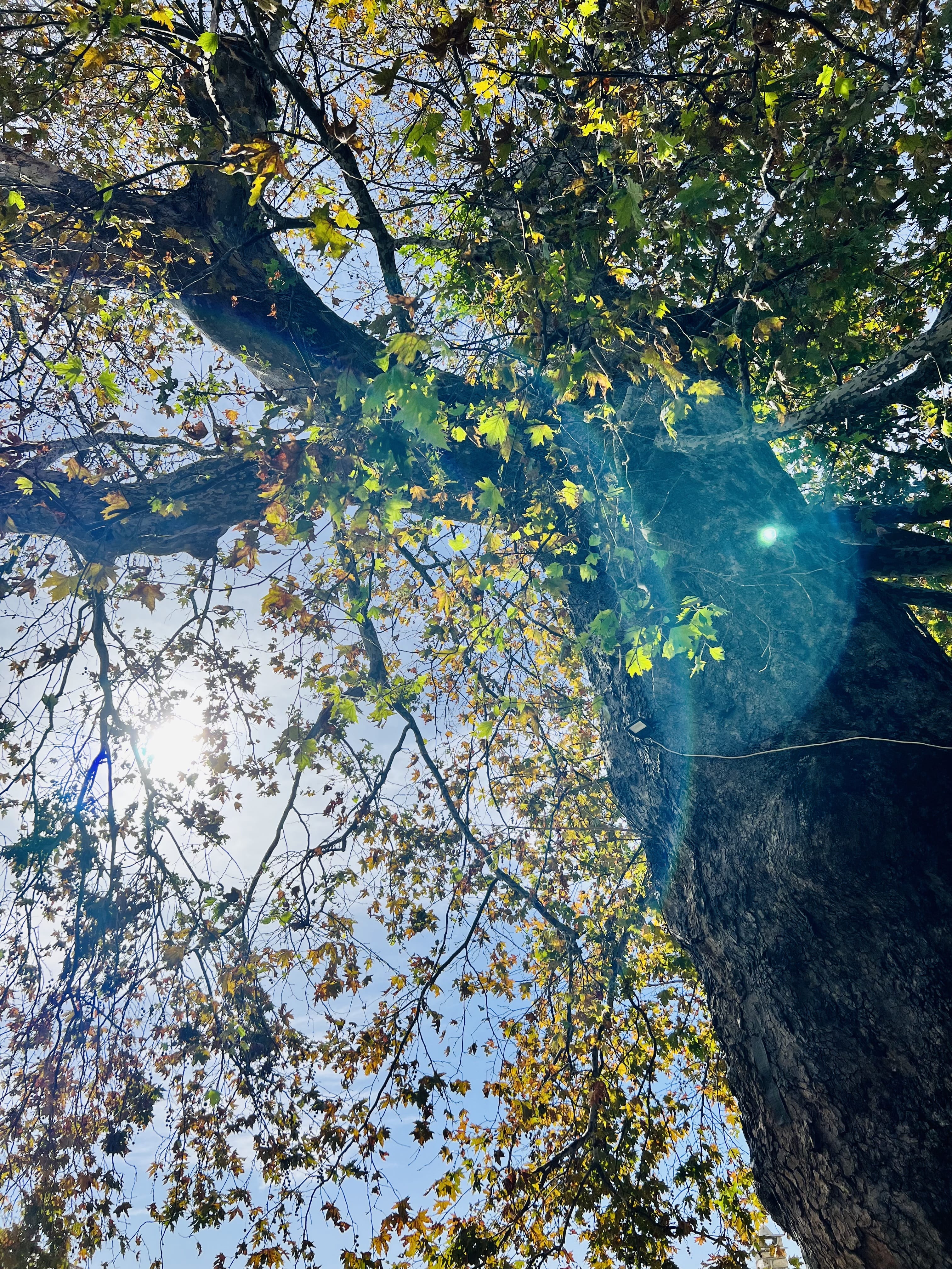 a tree with yellow leaves