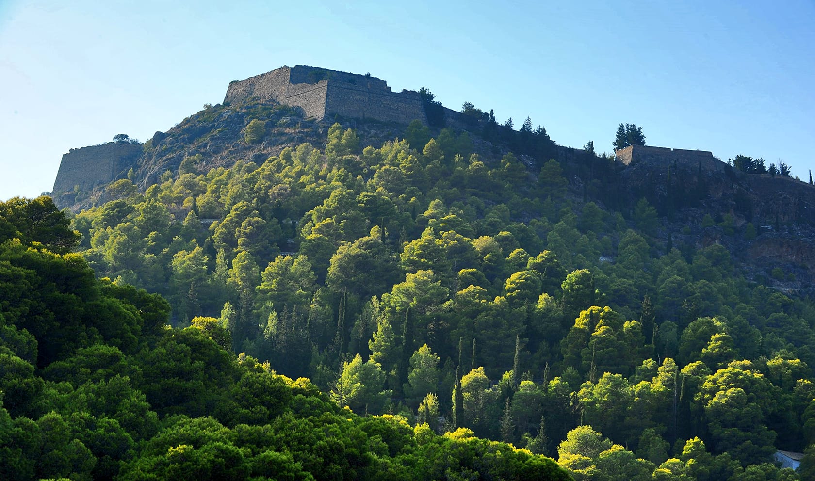 a hill with trees on it