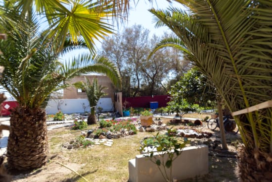 a group of palm trees and a small pool