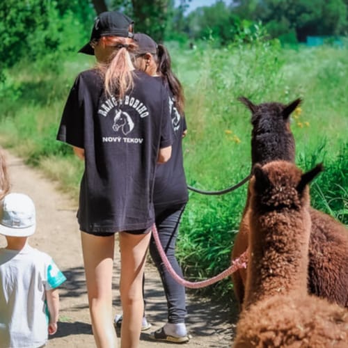 a group of people walking with a camel