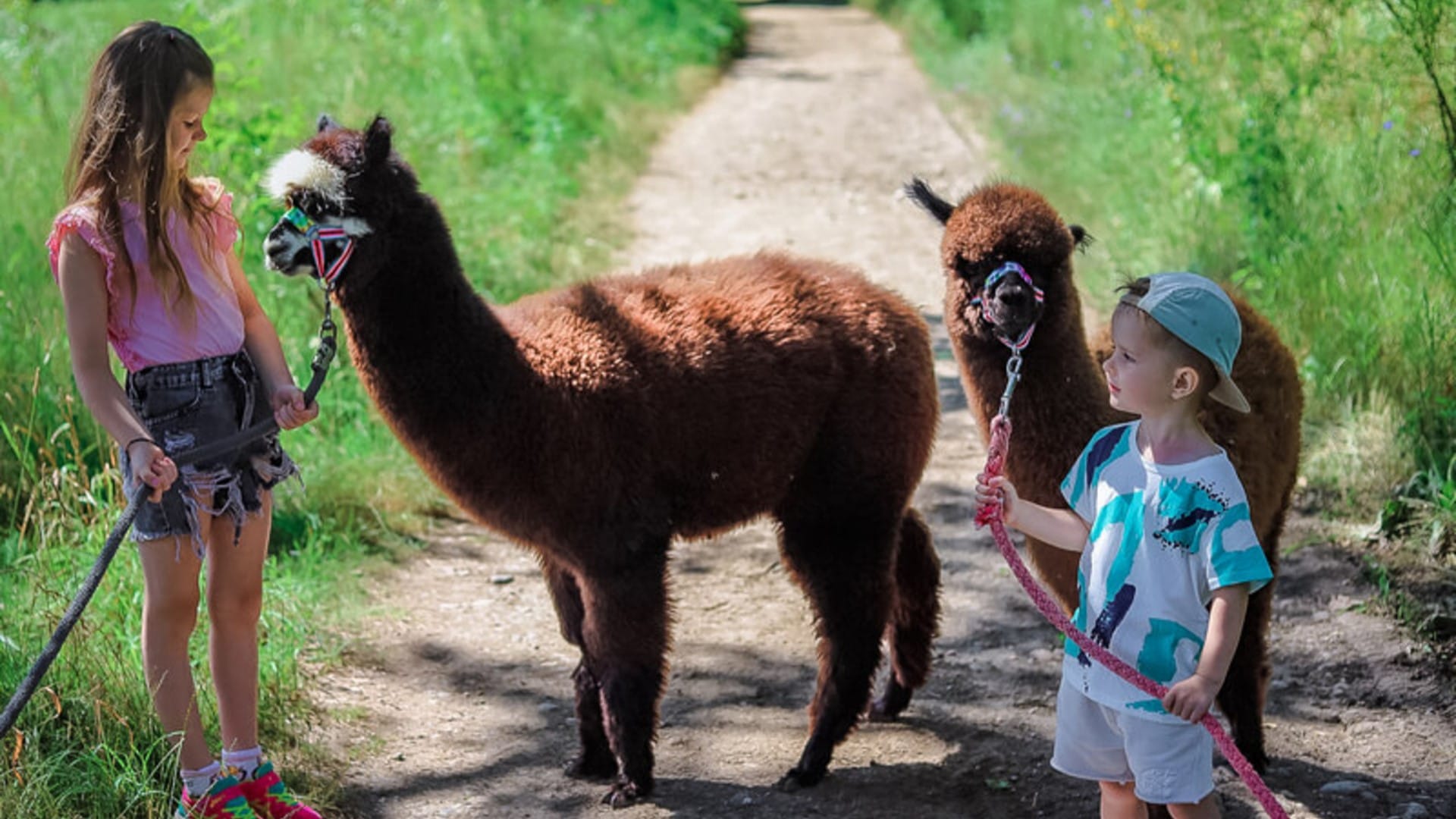 a group of kids walking a camel