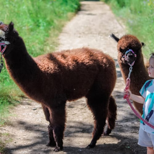 a group of kids walking a camel