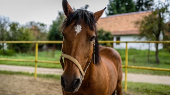 a horse with a halter