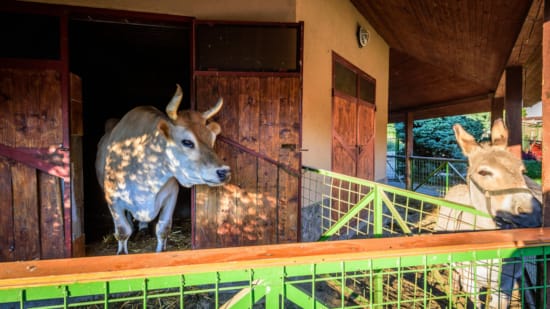a couple of deer in a barn