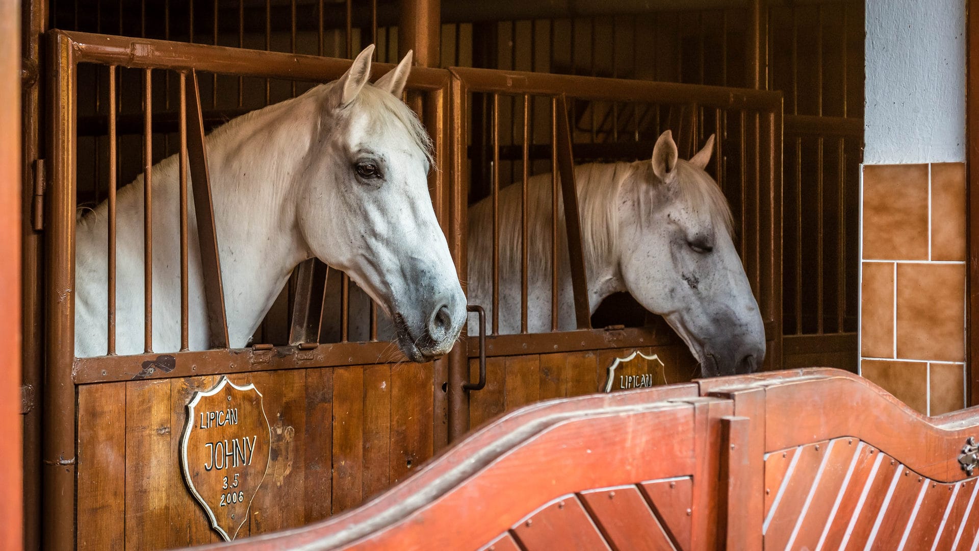 horses in a barn