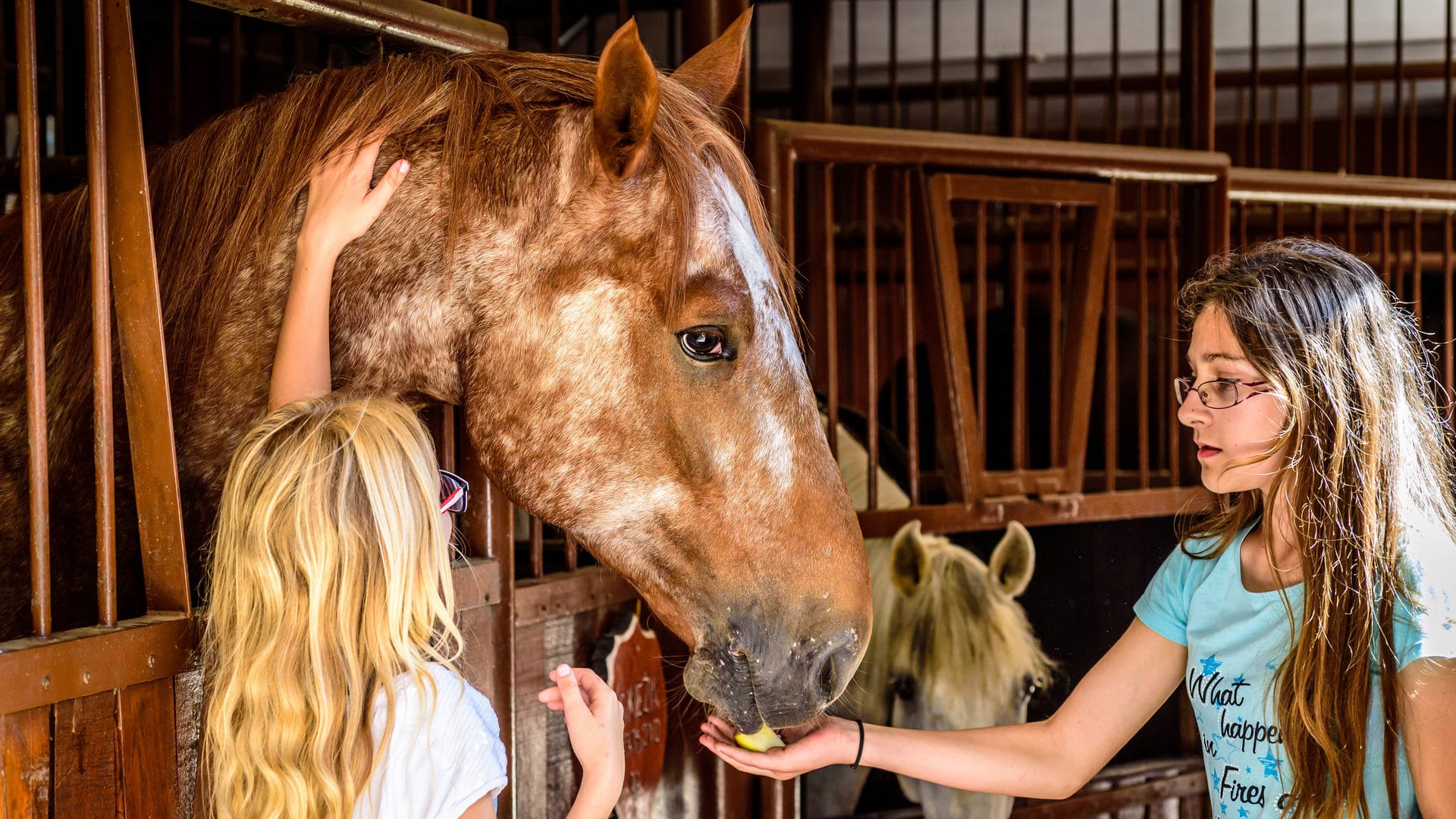 a woman feeding a horse