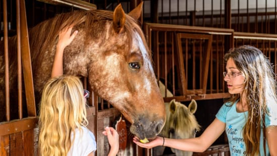 a woman feeding a horse