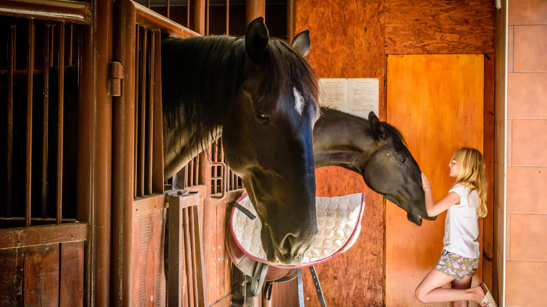 a girl petting a horse