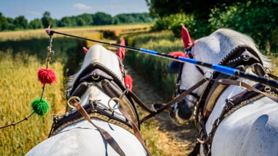 a group of horses with red bows and ribbons in a field
