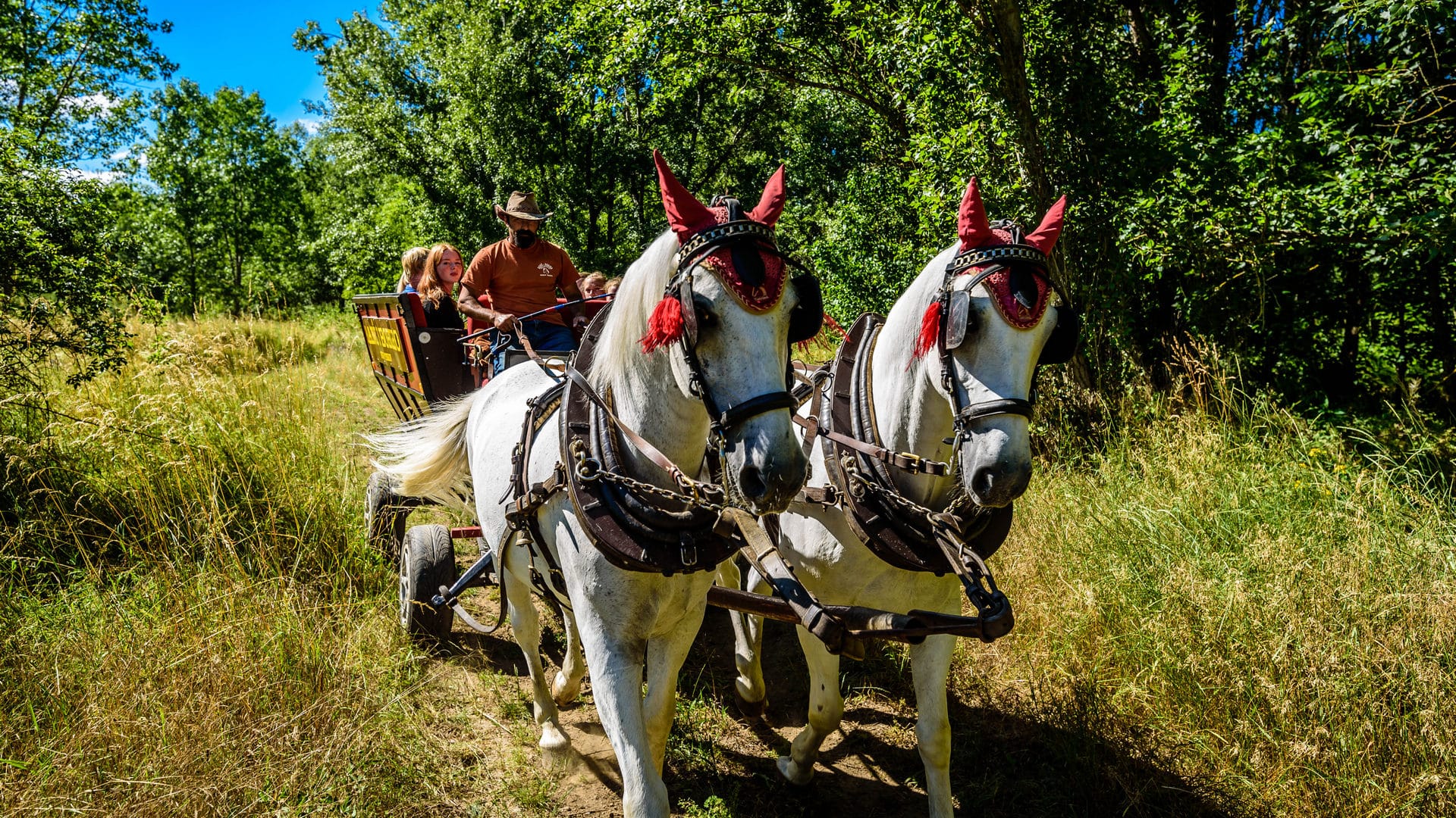a couple of horses pulling a cart