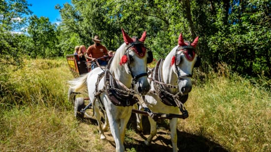 a couple of horses pulling a cart