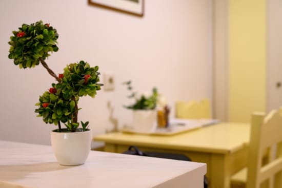 a plant on a table